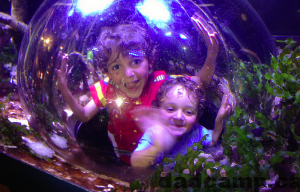 aquarium bubble
