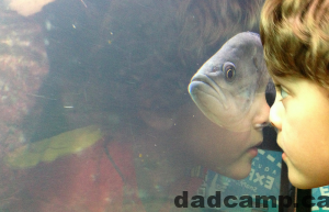 fish face aquarium