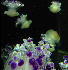 jellyfish vancouver aquarium
