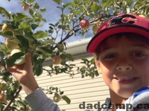 climbing apple tree