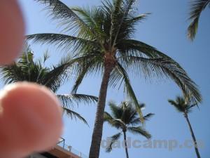 Palm tree in Puerto Vallarta