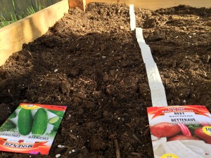 use seed tape in the gardenn