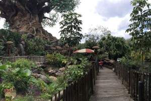 Tree Of Life At Disney's Animal Kingdom