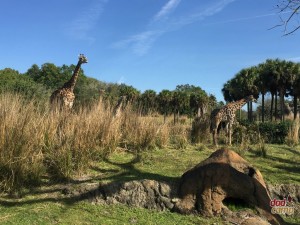 Giraffes at Disney's Animal Kingdom
